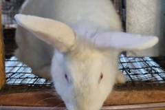 rabit1