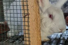 rabit2