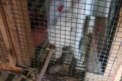 rabit4