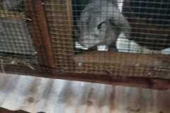 rabit6