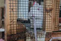 rabit7