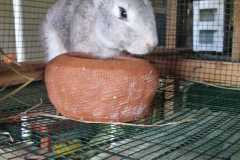 rabit8