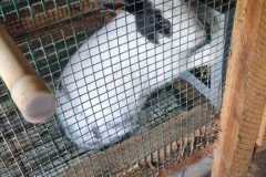 rabit9