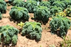 veg18