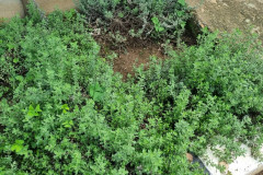 veg5