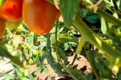tomato1