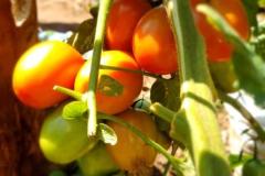 tomato2