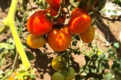 tomato3