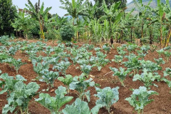 veg01