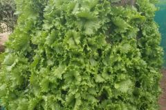 veg02