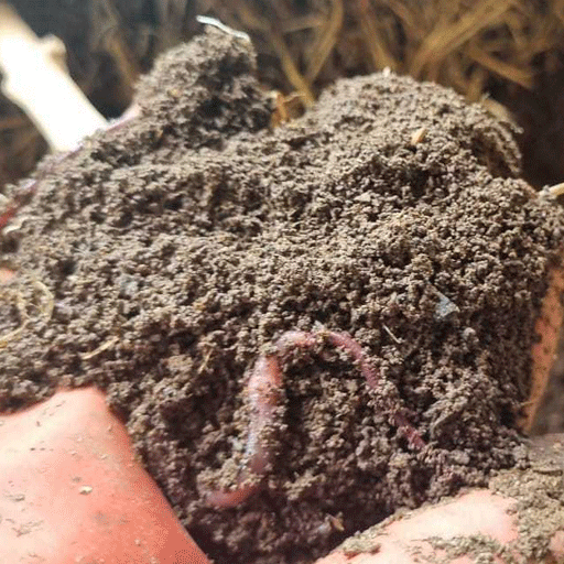 Vermicompost