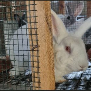 Rabbit