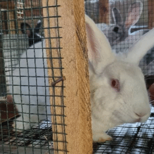 Rabbit Urine Pure