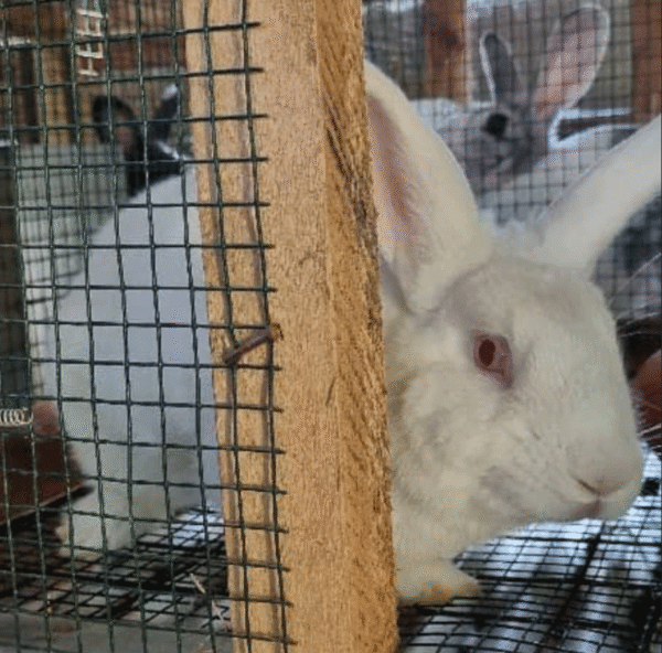 Rabbit Urine Pure